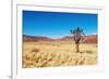 Landscape with Quiver Tree Aloe Dichotoma, South Namibia-DmitryP-Framed Photographic Print