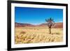 Landscape with Quiver Tree Aloe Dichotoma, South Namibia-DmitryP-Framed Photographic Print