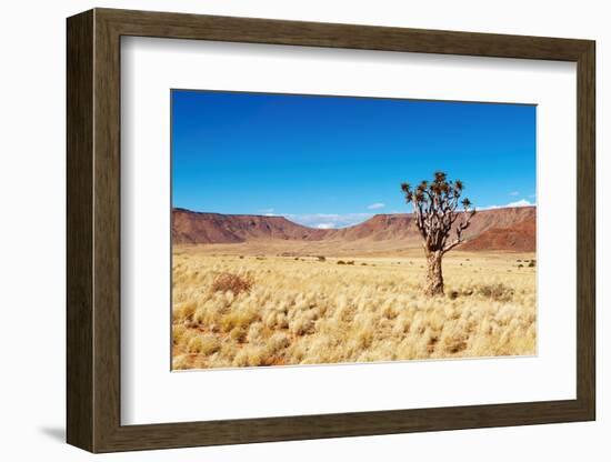 Landscape with Quiver Tree Aloe Dichotoma, South Namibia-DmitryP-Framed Photographic Print