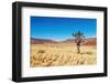 Landscape with Quiver Tree Aloe Dichotoma, South Namibia-DmitryP-Framed Photographic Print