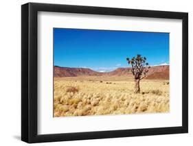 Landscape with Quiver Tree Aloe Dichotoma, South Namibia-DmitryP-Framed Photographic Print