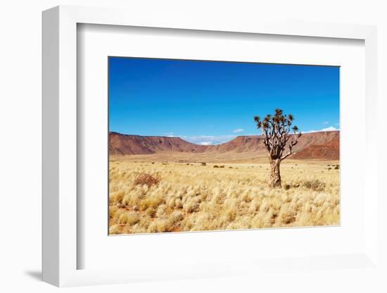 Landscape with Quiver Tree Aloe Dichotoma, South Namibia-DmitryP-Framed Photographic Print