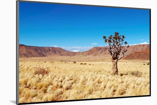 Landscape with Quiver Tree Aloe Dichotoma, South Namibia-DmitryP-Mounted Photographic Print