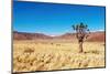 Landscape with Quiver Tree Aloe Dichotoma, South Namibia-DmitryP-Mounted Photographic Print