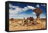 Landscape with Quiver Trees (Aloe Dichotoma), South Namibia-DmitryP-Framed Stretched Canvas