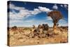 Landscape with Quiver Trees (Aloe Dichotoma), South Namibia-DmitryP-Stretched Canvas