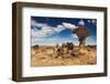 Landscape with Quiver Trees (Aloe Dichotoma), South Namibia-DmitryP-Framed Photographic Print