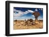 Landscape with Quiver Trees (Aloe Dichotoma), South Namibia-DmitryP-Framed Photographic Print