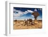 Landscape with Quiver Trees (Aloe Dichotoma), South Namibia-DmitryP-Framed Photographic Print