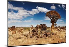 Landscape with Quiver Trees (Aloe Dichotoma), South Namibia-DmitryP-Mounted Photographic Print