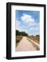 Landscape with Sand Path Purple Heath Fields in Summer-Ivonnewierink-Framed Photographic Print