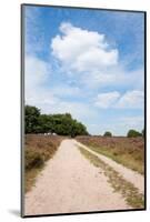 Landscape with Sand Path Purple Heath Fields in Summer-Ivonnewierink-Mounted Photographic Print