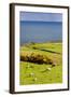 Landscape with Sheep near Crackaig, Highlands, Scotland-phbcz-Framed Photographic Print