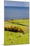 Landscape with Sheep near Crackaig, Highlands, Scotland-phbcz-Mounted Photographic Print