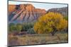 Landscape with trees and rock formations in desert in autumn, South Caineville Mesa, Utah, USA-Panoramic Images-Mounted Photographic Print