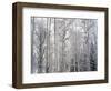 Landscape with view inside of forest in winter, Vail, Colorado, USA-Panoramic Images-Framed Photographic Print