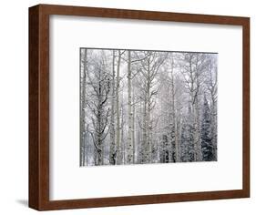 Landscape with view inside of forest in winter, Vail, Colorado, USA-Panoramic Images-Framed Photographic Print