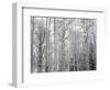 Landscape with view inside of forest in winter, Vail, Colorado, USA-Panoramic Images-Framed Photographic Print