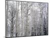 Landscape with view inside of forest in winter, Vail, Colorado, USA-Panoramic Images-Mounted Photographic Print