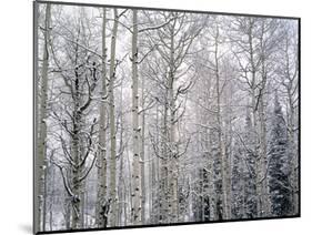 Landscape with view inside of forest in winter, Vail, Colorado, USA-Panoramic Images-Mounted Photographic Print