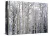 Landscape with view inside of forest in winter, Vail, Colorado, USA-Panoramic Images-Stretched Canvas