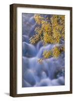 Landscape with Virgin River in autumn, Zion National Park, Utah, USA-Panoramic Images-Framed Photographic Print