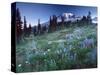 Landscape with Wild Flowers, Mount Rainier National Park, Washington State-Colin Brynn-Stretched Canvas