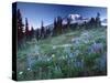 Landscape with Wild Flowers, Mount Rainier National Park, Washington State-Colin Brynn-Stretched Canvas