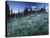 Landscape with Wild Flowers, Mount Rainier National Park, Washington State-Colin Brynn-Stretched Canvas