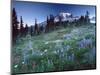 Landscape with Wild Flowers, Mount Rainier National Park, Washington State-Colin Brynn-Mounted Photographic Print