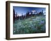 Landscape with Wild Flowers, Mount Rainier National Park, Washington State-Colin Brynn-Framed Photographic Print