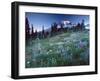 Landscape with Wild Flowers, Mount Rainier National Park, Washington State-Colin Brynn-Framed Photographic Print