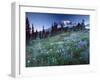 Landscape with Wild Flowers, Mount Rainier National Park, Washington State-Colin Brynn-Framed Photographic Print