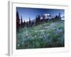 Landscape with Wild Flowers, Mount Rainier National Park, Washington State-Colin Brynn-Framed Photographic Print