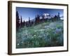 Landscape with Wild Flowers, Mount Rainier National Park, Washington State-Colin Brynn-Framed Photographic Print