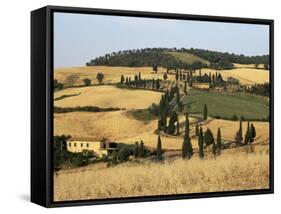 Landscape with Winding Road Lined with Cypress Trees, Monticchiello, Near Pienza, Tuscany, Italy-Ruth Tomlinson-Framed Stretched Canvas