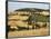 Landscape with Winding Road Lined with Cypress Trees, Monticchiello, Near Pienza, Tuscany, Italy-Ruth Tomlinson-Framed Photographic Print