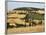 Landscape with Winding Road Lined with Cypress Trees, Monticchiello, Near Pienza, Tuscany, Italy-Ruth Tomlinson-Framed Photographic Print