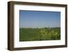 Landscape with Windmill and Wild Flowers-Ivonnewierink-Framed Photographic Print