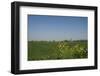 Landscape with Windmill and Wild Flowers-Ivonnewierink-Framed Photographic Print