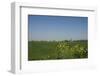 Landscape with Windmill and Wild Flowers-Ivonnewierink-Framed Photographic Print