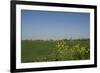 Landscape with Windmill and Wild Flowers-Ivonnewierink-Framed Photographic Print