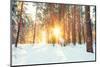 Landscape with Winter Forest and Bright Sunbeams. Sunrise, Sunset in Cold Snowy Forest-Grisha Bruev-Mounted Photographic Print