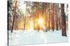 Landscape with Winter Forest and Bright Sunbeams. Sunrise, Sunset in Cold Snowy Forest-Grisha Bruev-Stretched Canvas