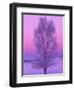 Landscape, Yellowstone National Park, Wyoming, USA-Art Wolfe-Framed Photographic Print