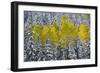 Landscapes of the San Juan Mountains and Fall Foliage Near Telluride, Colorado-Sergio Ballivian-Framed Photographic Print