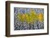 Landscapes of the San Juan Mountains and Fall Foliage Near Telluride, Colorado-Sergio Ballivian-Framed Photographic Print