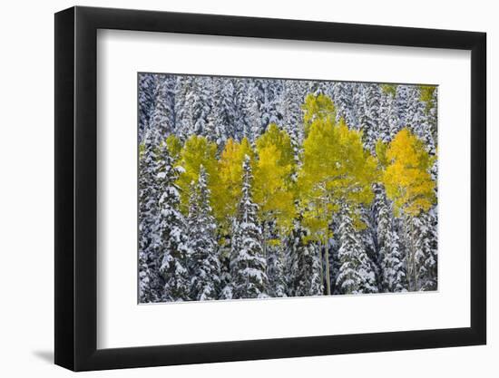 Landscapes of the San Juan Mountains and Fall Foliage Near Telluride, Colorado-Sergio Ballivian-Framed Photographic Print