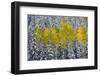 Landscapes of the San Juan Mountains and Fall Foliage Near Telluride, Colorado-Sergio Ballivian-Framed Photographic Print