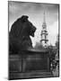 Landseer Lion-null-Mounted Photographic Print